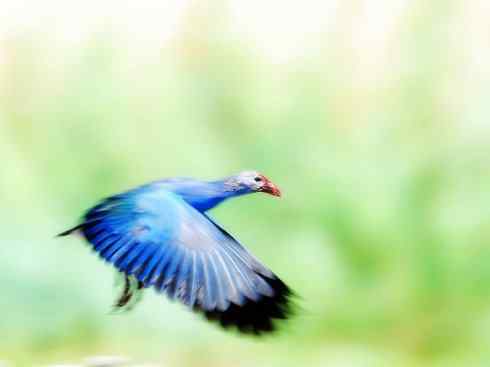 奇特的盔：紫水鸡