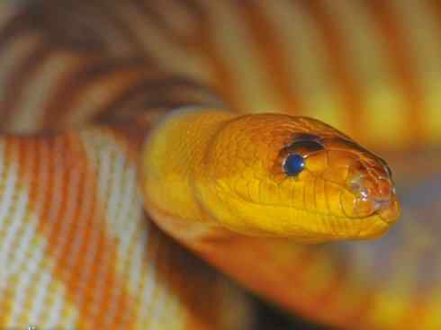 龙：传说的兽原型探秘（树蟒类）