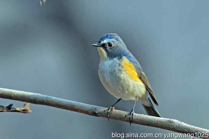 雄性红胁蓝尾鸲（29）