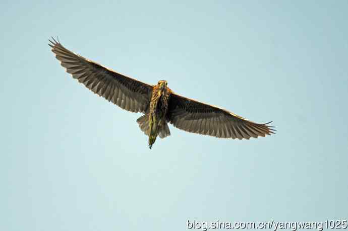 北京动物园的鸟类——飞（夜鹭）66