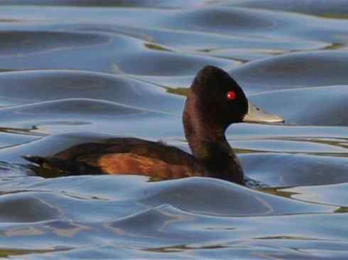 欣赏：美丽的潜鸭