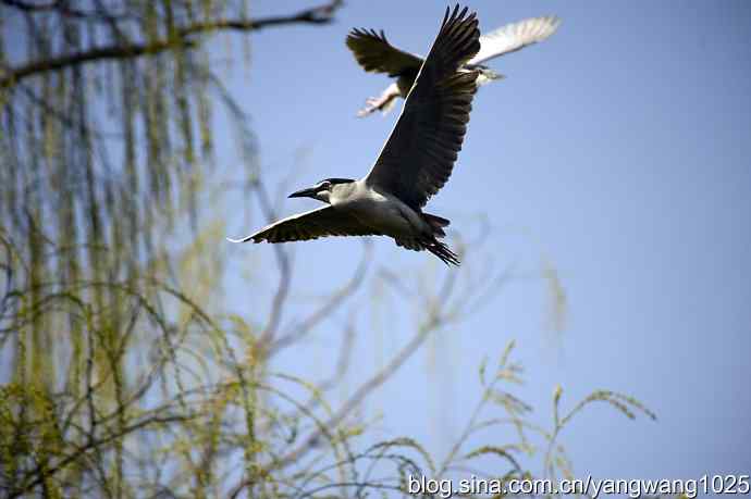 建家筑巢（夜鹭）