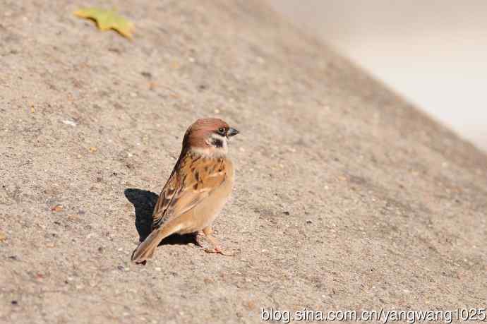 候鸟已过境，麻雀来当家