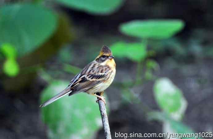 雌性黄喉鹀（3）