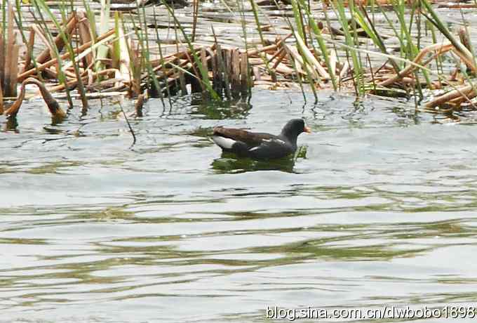 沙河观鸟 沙河观鸟