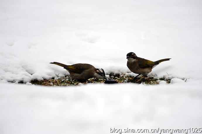 雪中的鸟儿