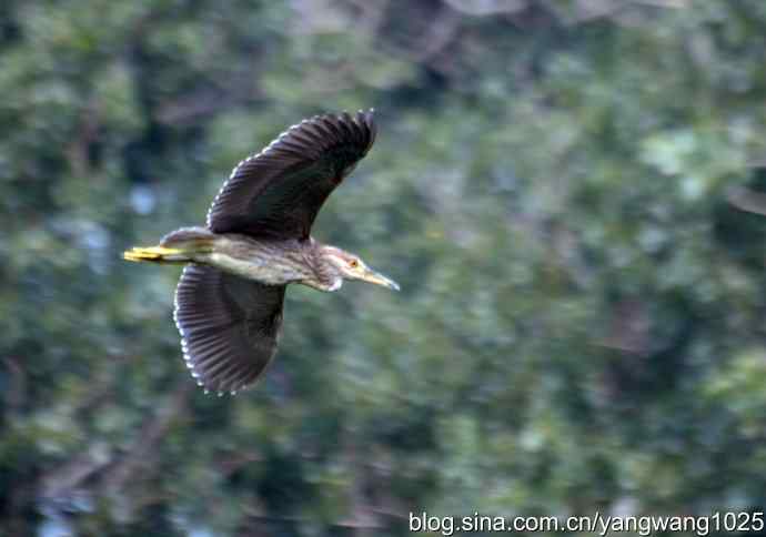 飞（夜鹭）25