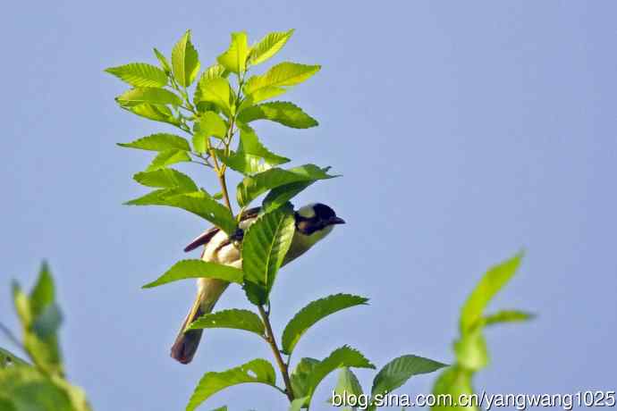 白头鹎(随拍)3 白头鹎(随拍)3