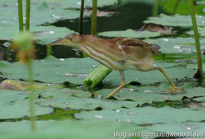 黄苇鳽--雅逸的小黄鹭