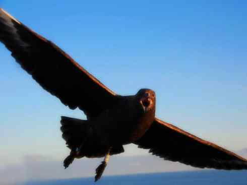 天生猎手：非猛禽类猎手（渡鸦、秃鹳）