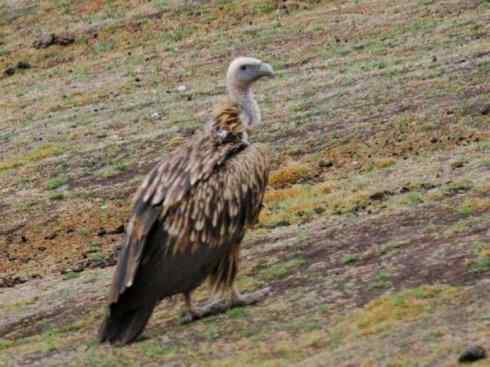 鸟类之最：高山兀鹫
