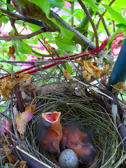 北美红雀出生记