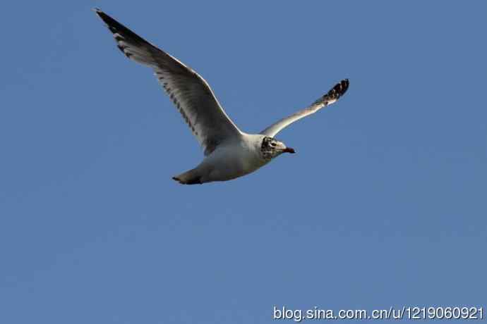 红嘴鸥（第一夏）