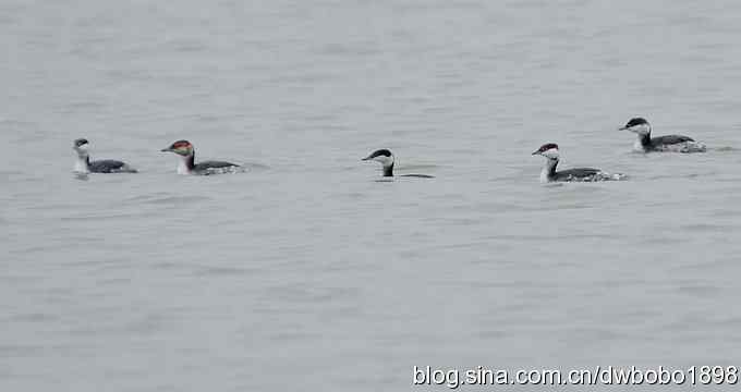 东花园观鸟生境记录