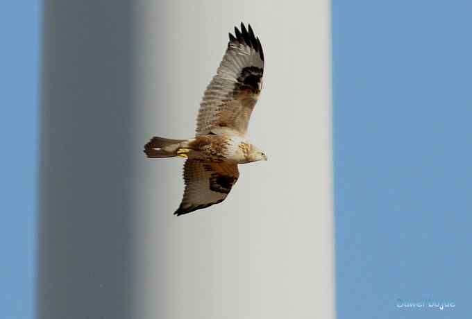 穿越大风车的草原大猛 穿越大风车的草原大猛