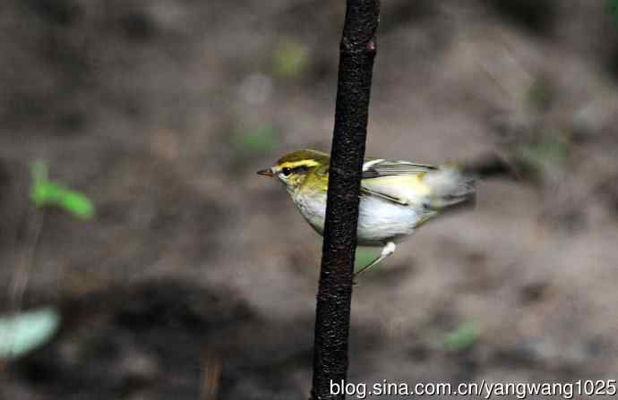 黄眉柳莺（20）