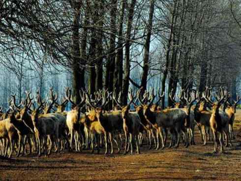 麒麟：传说的兽原型探秘（麋鹿）