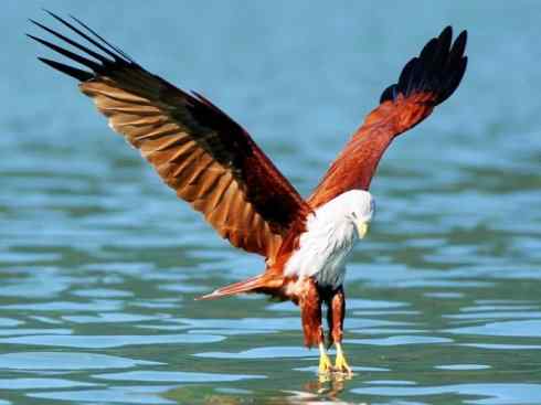 白头鸟系列：另类的美丽12