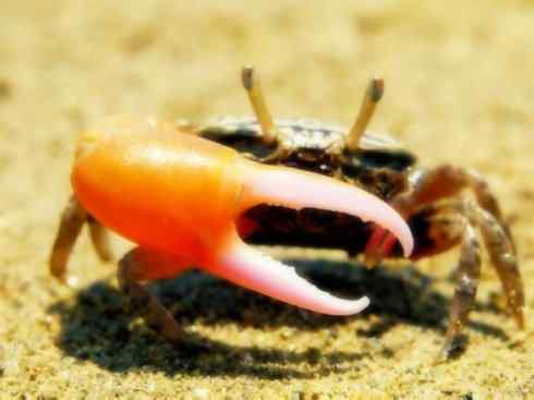 自然奇观：动物大迁徙(红蟹）