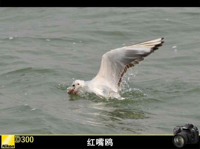 无锡鼋头渚充山大门口的红嘴鸥