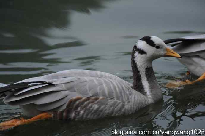 飞 wbr(雾拍水禽湖 wbr杂片) 飞 wbr(雾拍水禽湖 wbr杂片)