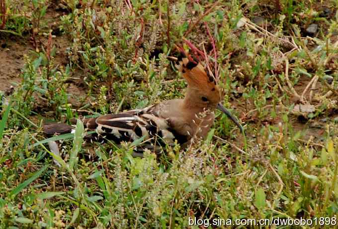 戴胜护驾南海子