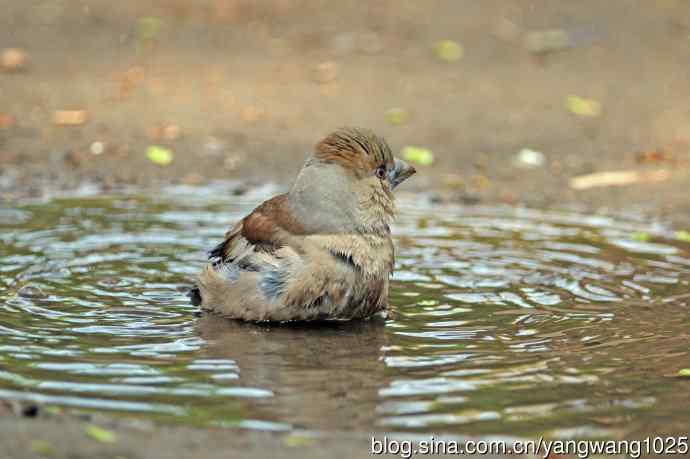 北京天坛公园的鸟类——洗浴中的锡嘴雀（2）