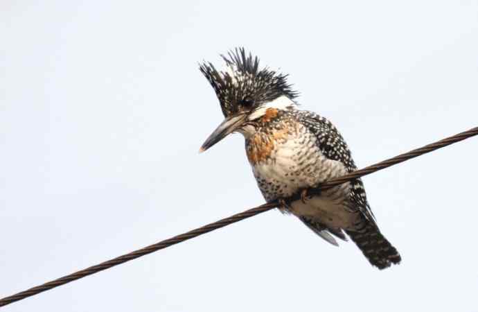 【电线版】冠鱼狗