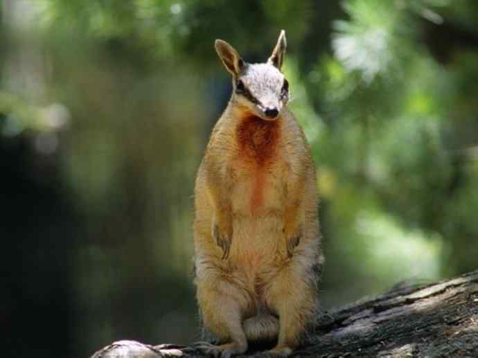 盘点十二大著名食蚁动物：袋食蚁兽