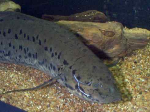 鱼类活化石：非洲肺鱼