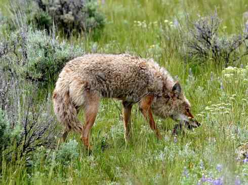 犬科:犬亚科犬属之郊狼、红狼 犬科:犬亚科犬属之郊狼、红狼