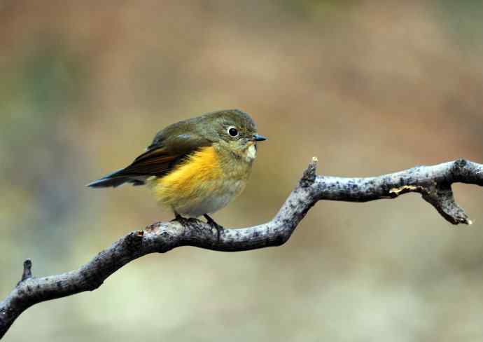 雌性红胁蓝尾鸲（12）