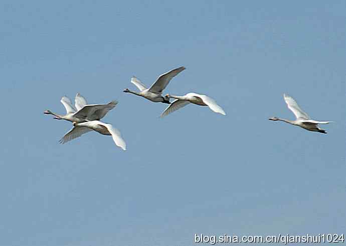 展翅飞翔.白天鹅(官厅水库)