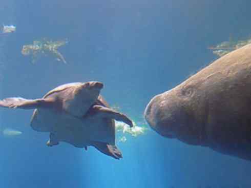 美人鱼：传说的兽原型探秘（海牛）