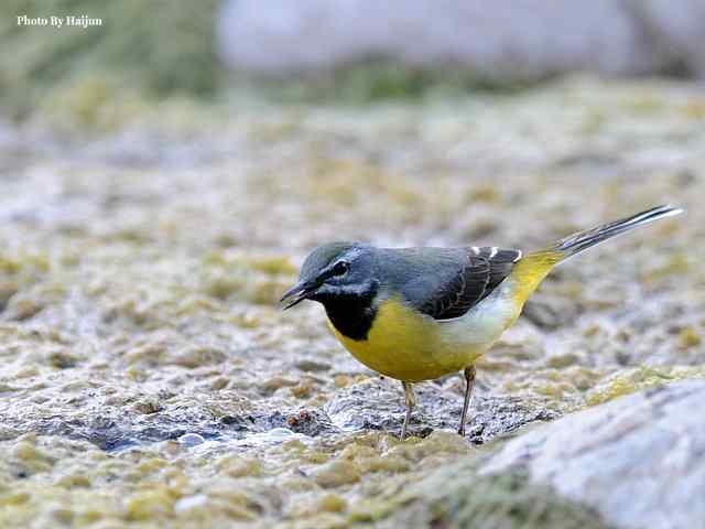 房山十渡(灰鹡鸰)