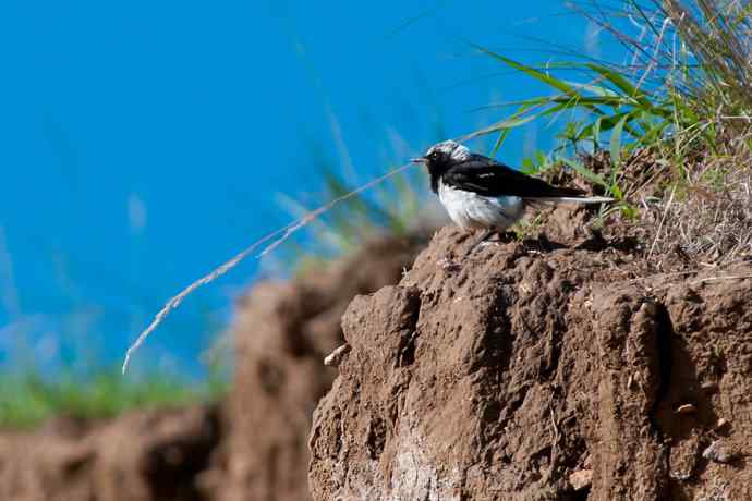 【新鸟】坝上鸟.白顶鵖