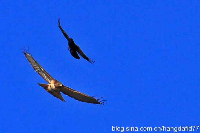 乌鸦驱逐老鹰