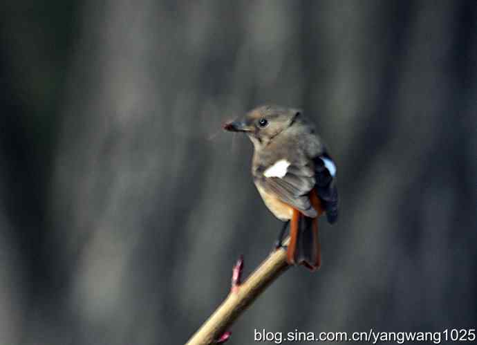 第一场春雨之后 wbr3