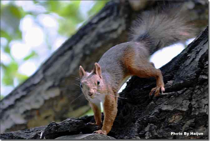  点击图片或使用键盘← →翻页