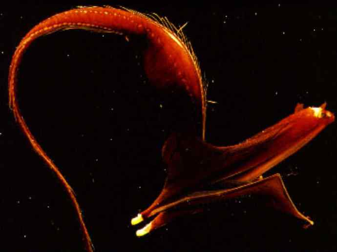 鱼类活化石：帆蜥鱼