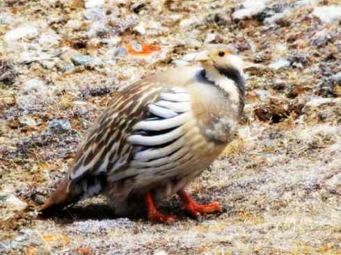 家禽驯化之源之十