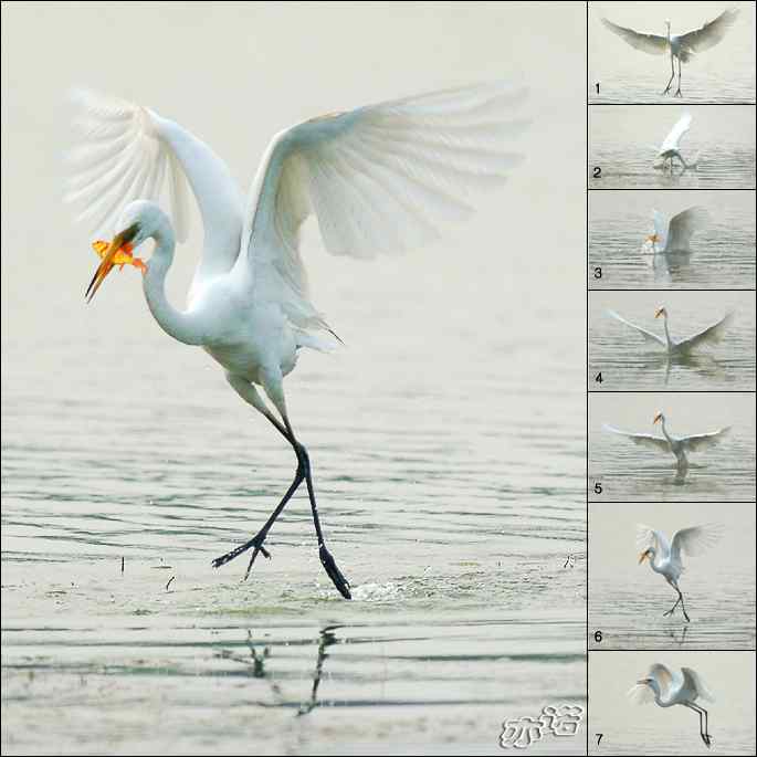 白鹭捕红鱼 白鹭捕红鱼