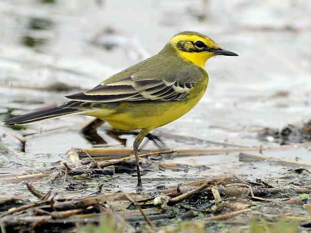 野鸭湖拍摄纪实(牛背鹭黄鹡鸰长脚鹬)