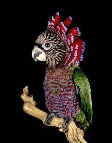 印第安酋长——鹰头鹦哥
