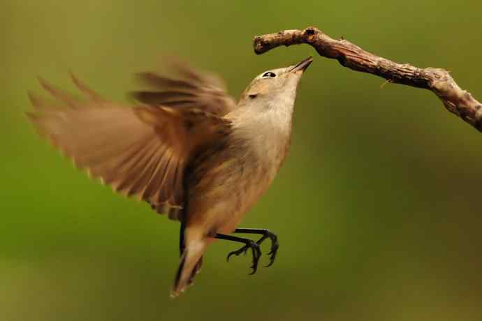 【综合】蓝歌邀宠 wbr五喉闹秋