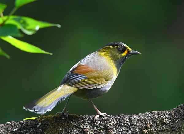台湾特有鸟类——黄痣薮鹛（黄胸薮鹛）