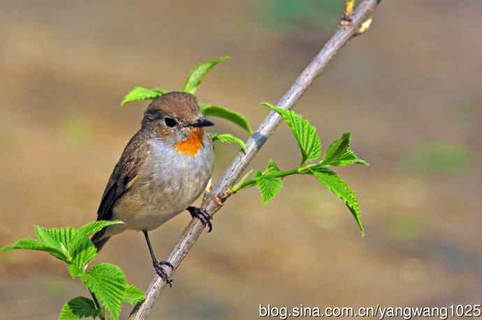 雄性红喉姬鹟（14）