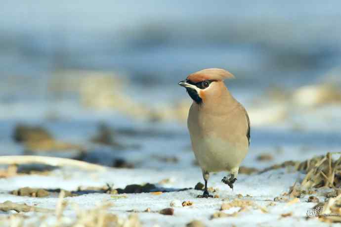 北京农展馆院子里的太平鸟