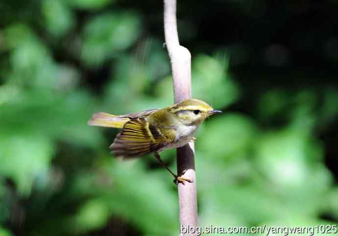 黄腰柳莺（6）