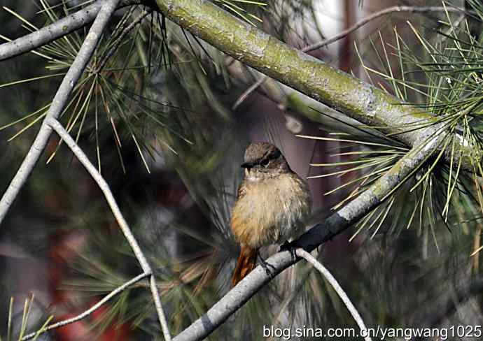 第一场春雨之后 wbr1 第一场春雨之后 wbr1